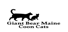 Giant Bear Maine Coon Cats