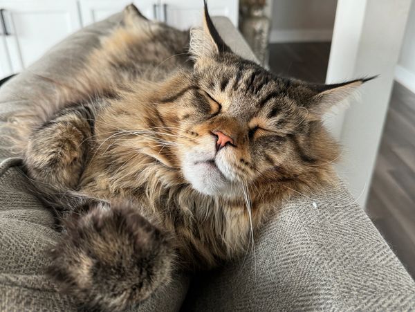 Maine Coone Cat sleeping on couch