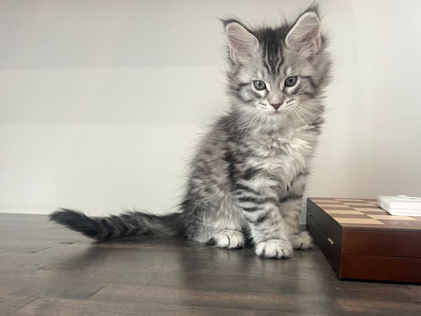 Maine Coone Kitten posing for photo