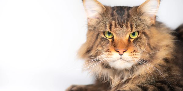 Maine Coone cat looking at you