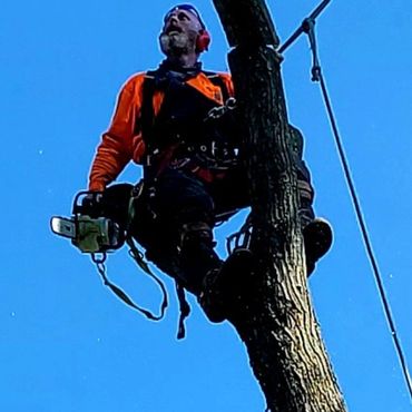 climber removing tree