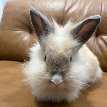 Lionhead rabbit on brown couch