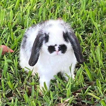 holland lop bunny white and black in grass