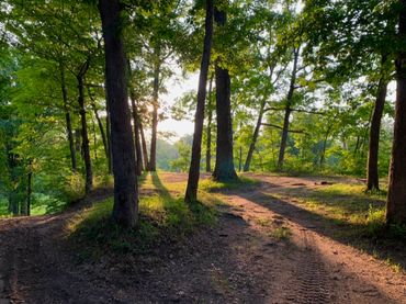 Michigan Forest Trail View