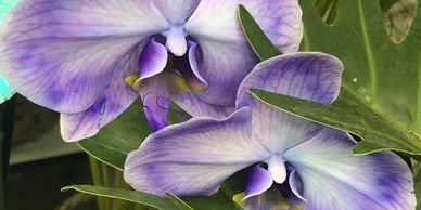 Orchids by Petra Berksoy Photography.
