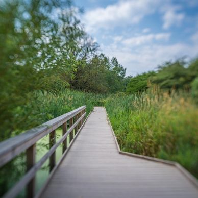 Long walking wooden platform through wetlands in Morden Hall Park Park