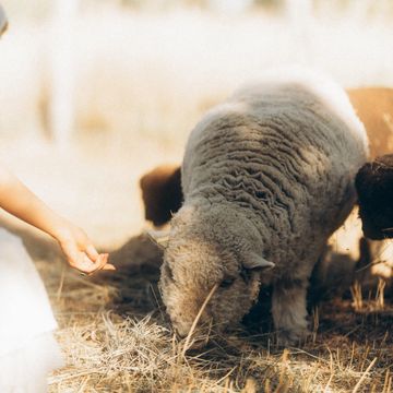 Babydoll sheep for sale