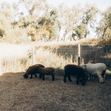 Babydoll sheep babies.