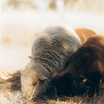 Babydoll Sheep