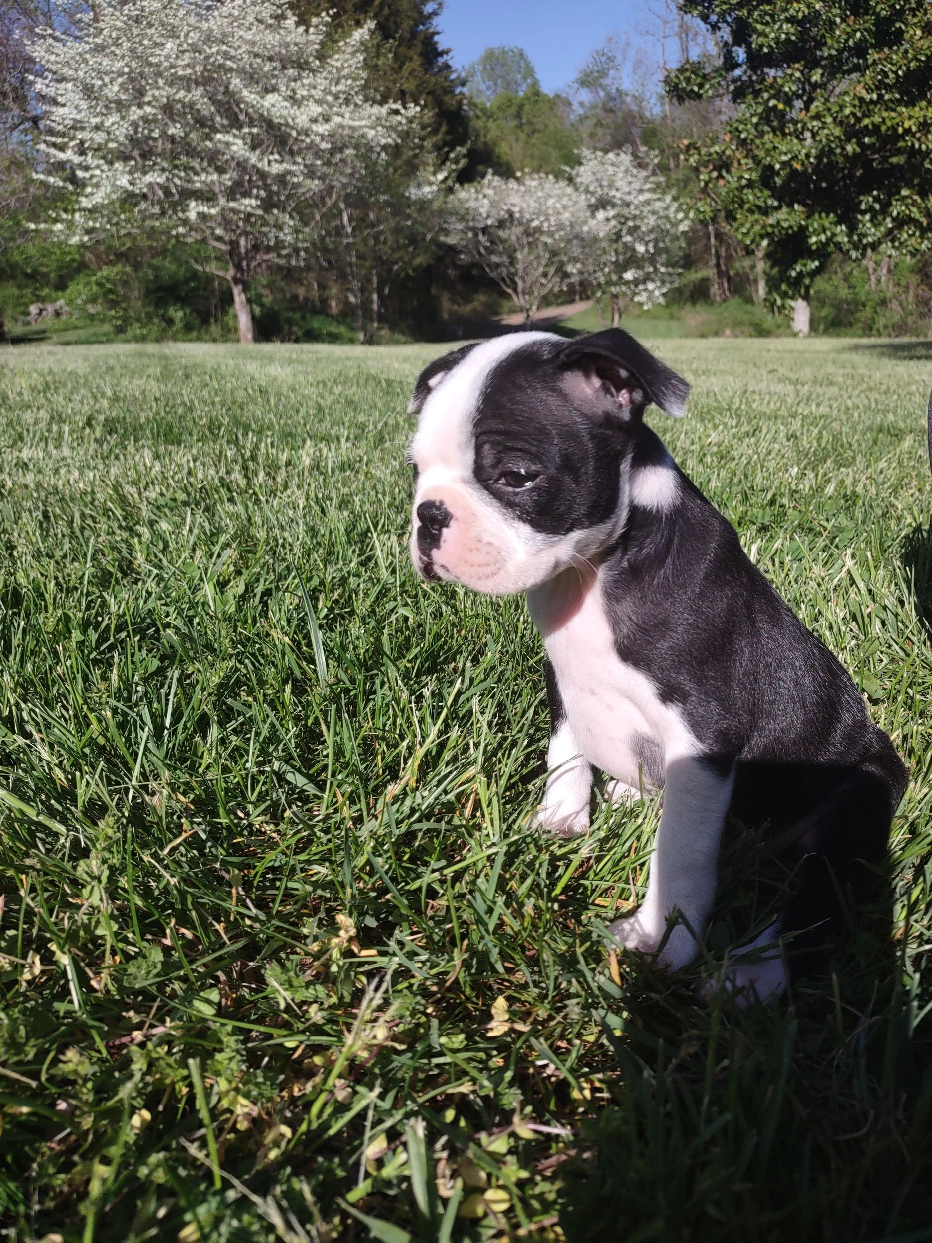 Georgia \u0026 Gentleman's Boston Terrier Puppies | Rhondanas Boston  TerriersRhondanas Boston Terriers, image size:1878x2504
