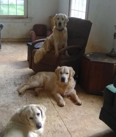 Family of English Golden Retrievers.