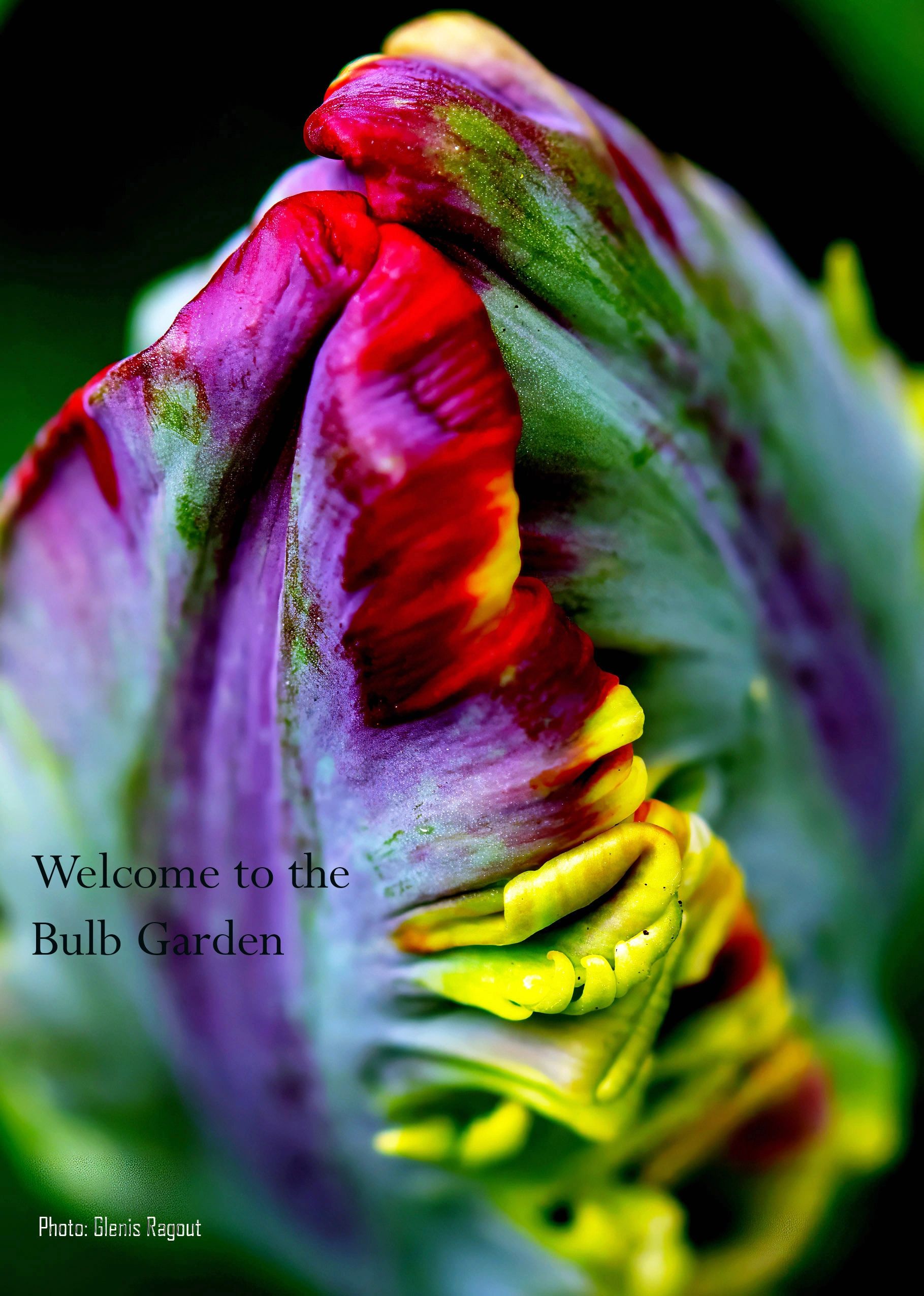 Tulip