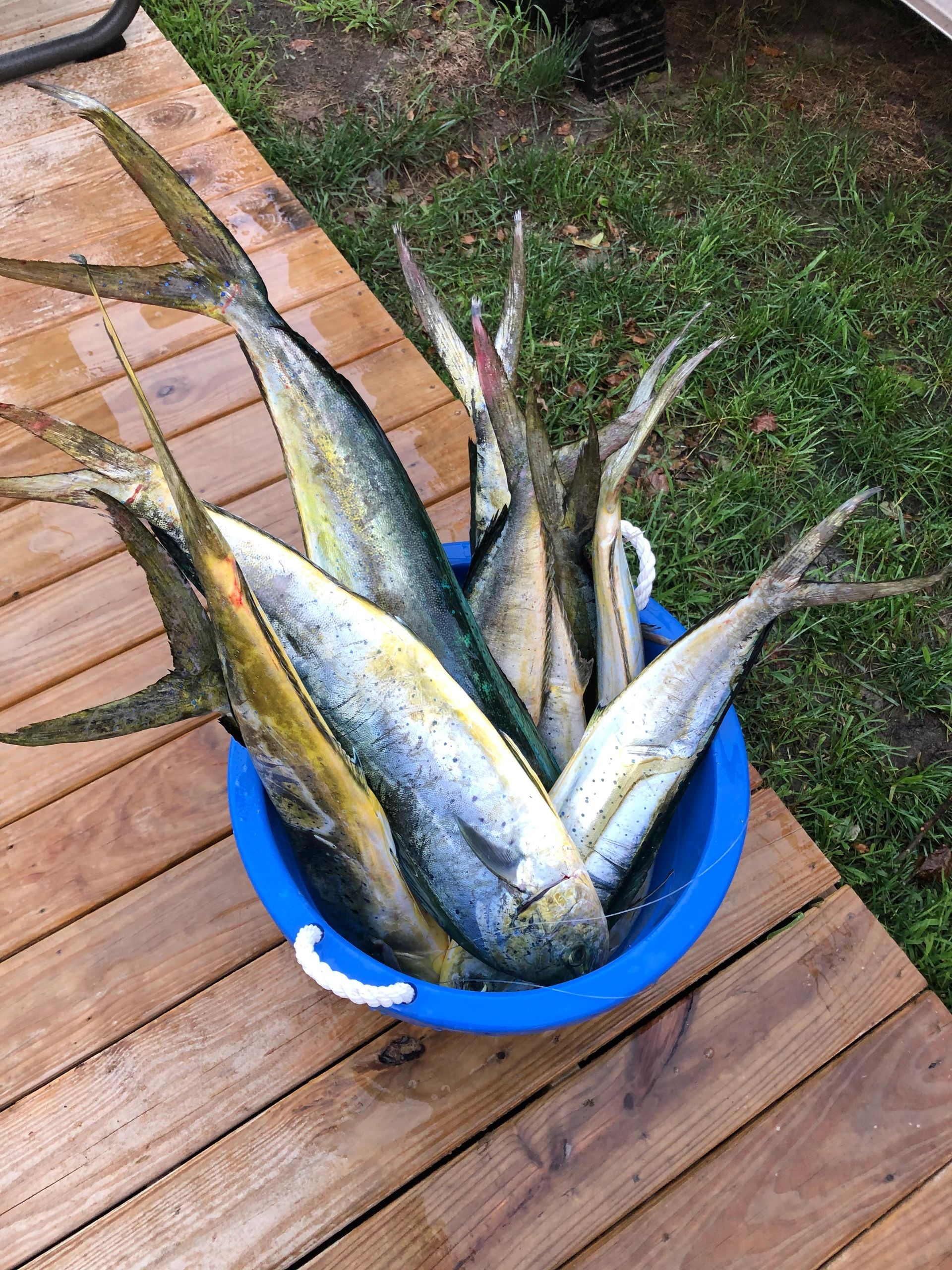 White Marlin Open 2020