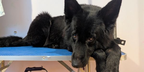 A black dog resting on a blue table, looking calm.