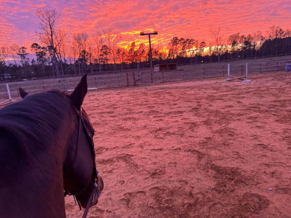 view over a brown horse's head of an arena with a sunset in the background
