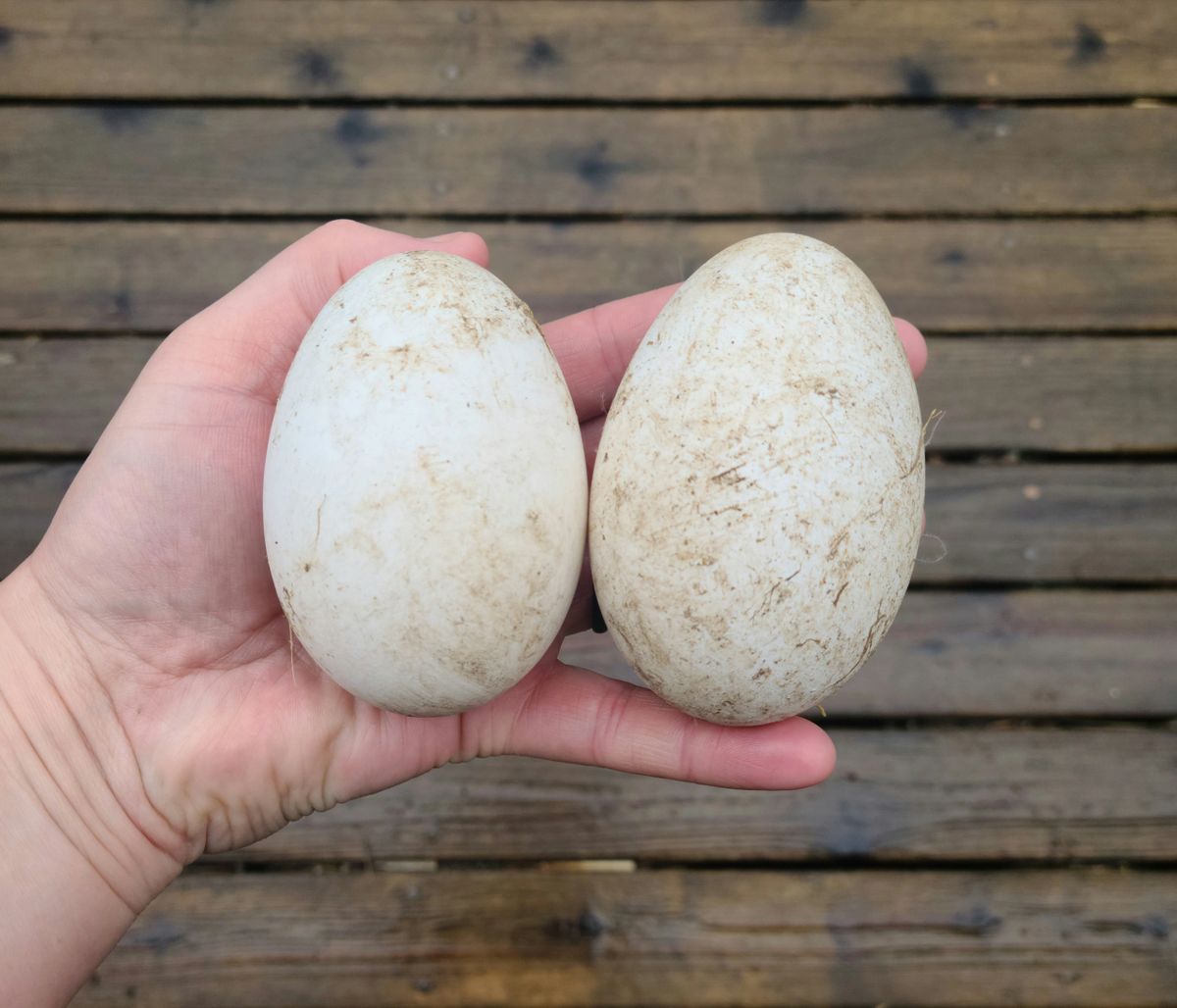 Sebastopol Goose Hatching Eggs