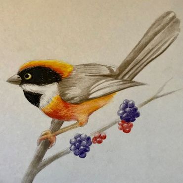 Drawing of a bird from kids and teens drawing class in Irvine, CA, drawing class near me