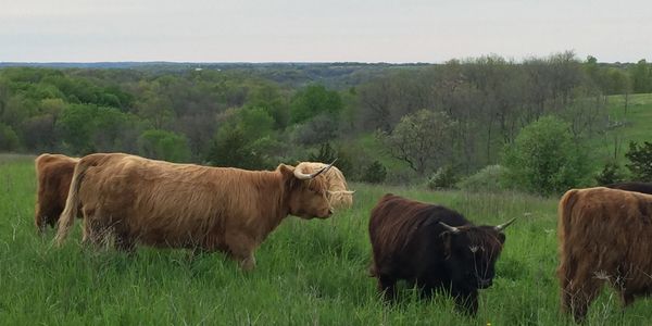 Scottish Highland Cattle & Calves on Open Pasture