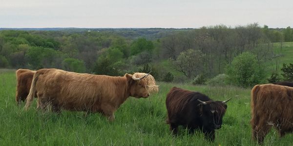 Scottish Highland Cattle & Calves on Open Pasture