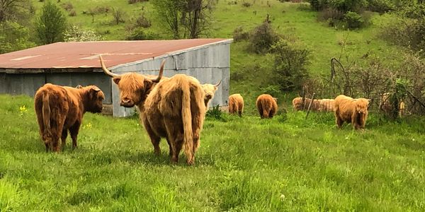 Grass Fed Beef, Environmentally Friendly Rotational Grazing