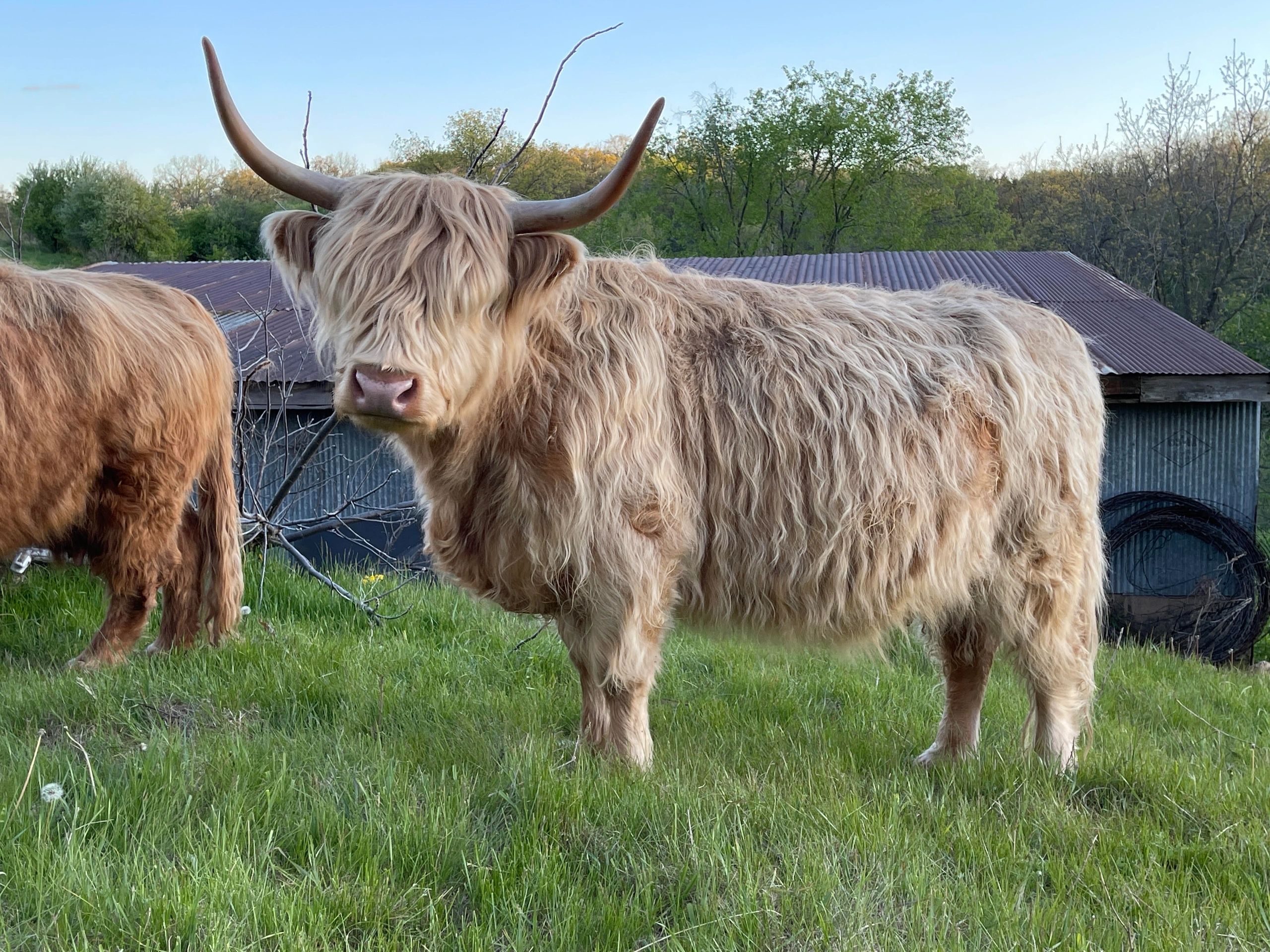 registered scottish highland cattle for sale