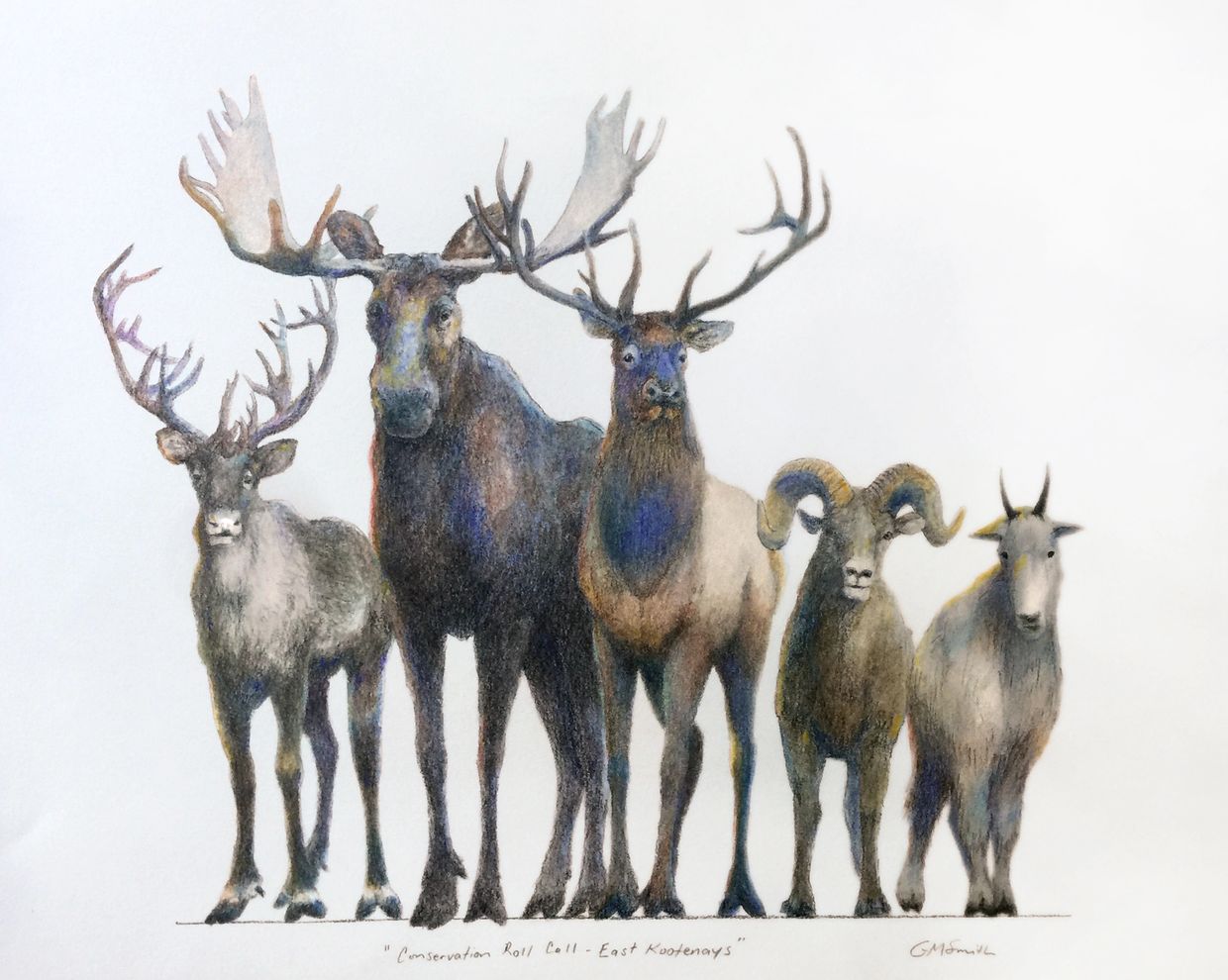 east kootenay wildlife conservation mountain caribou elk moose bighorn  goat grant smith studio art