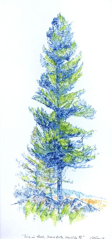 Pine tree drawing original artwork wycliffe kimberley bc grant smith studio
