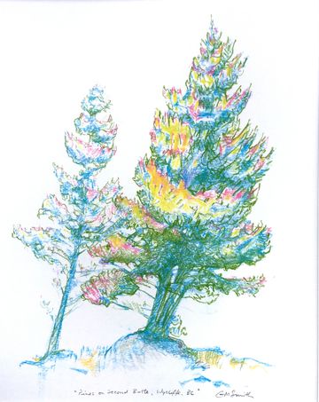 Pine tree drawing original artwork wycliffe kimberley bc grant smith studio
