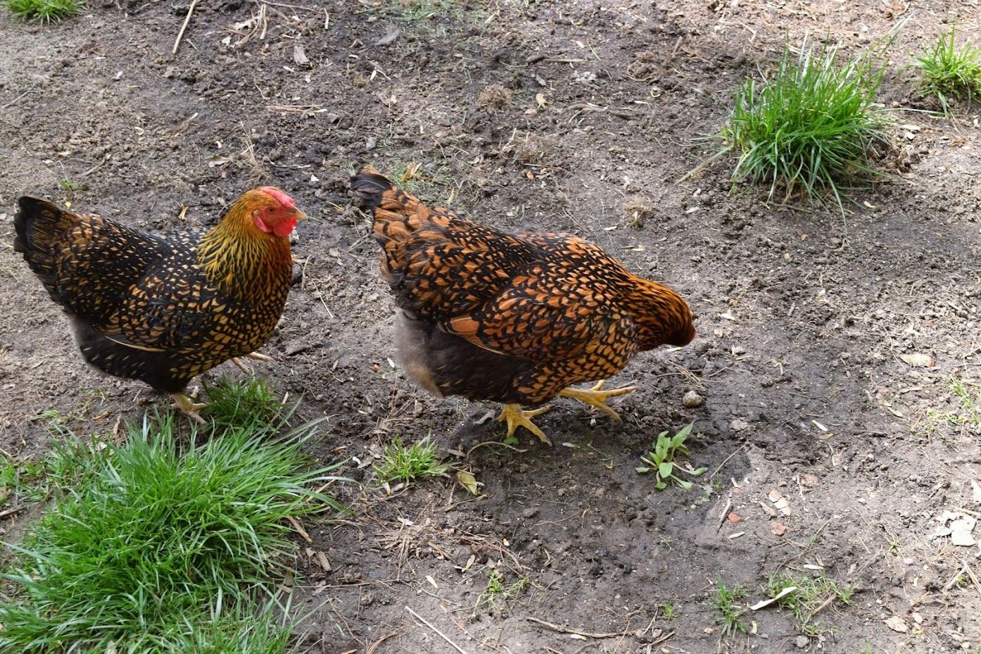 Cage Free Vs Free Range The What S What