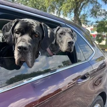 great dane transport