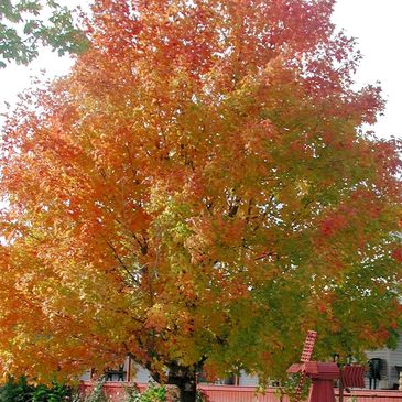 Colorful tree with autumn leaves.