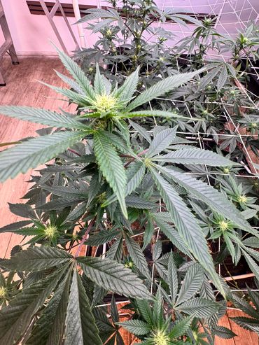 Sour diesel
