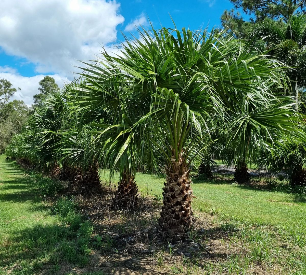 Cabbagetree Palm Livistona australis