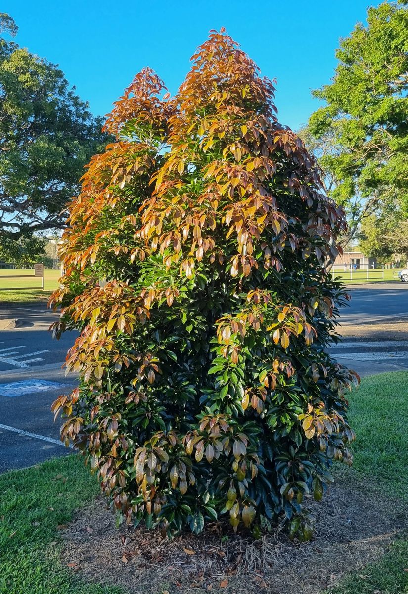 Eumundi Quandong Elaeocarpus eumundi