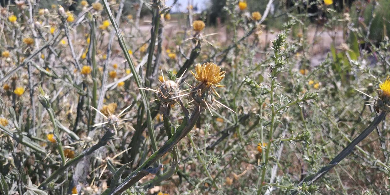 Yellow starthistle