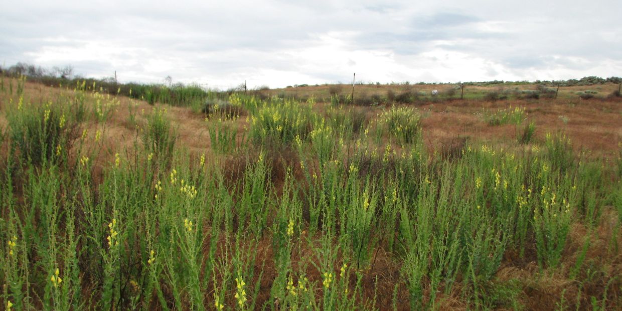 Dalmatian toadflax