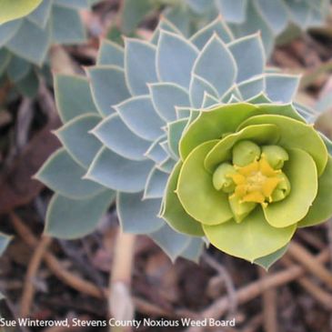 Myrtle spurge