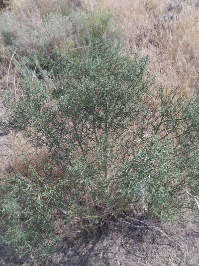 Camelthorn is a high priority noxious weed in Franklin County.