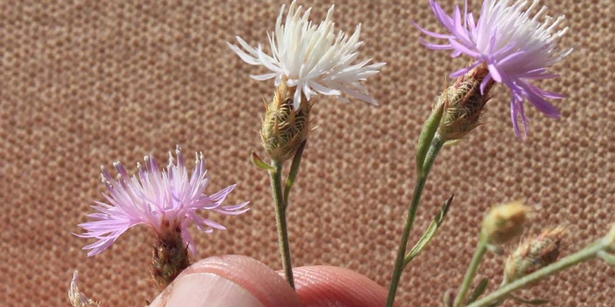 Close-up of delicate pink and white wildflowers held against a textured background.