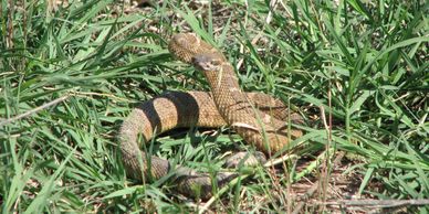 Prairie rattler