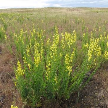 Dalmatian toadflax, Class B Designate