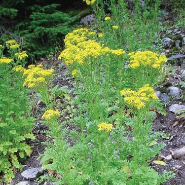 Tansy ragwort