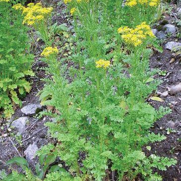 Tansy ragwort