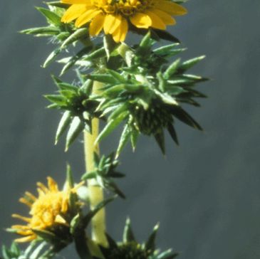 Spikeweed, Class C Noxious Weed