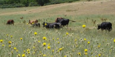 Yellow starthistle and cattle