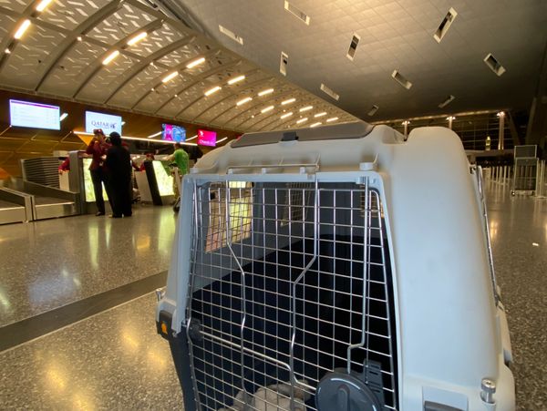 Pet carrier placed on the floor in a modern airport terminal.