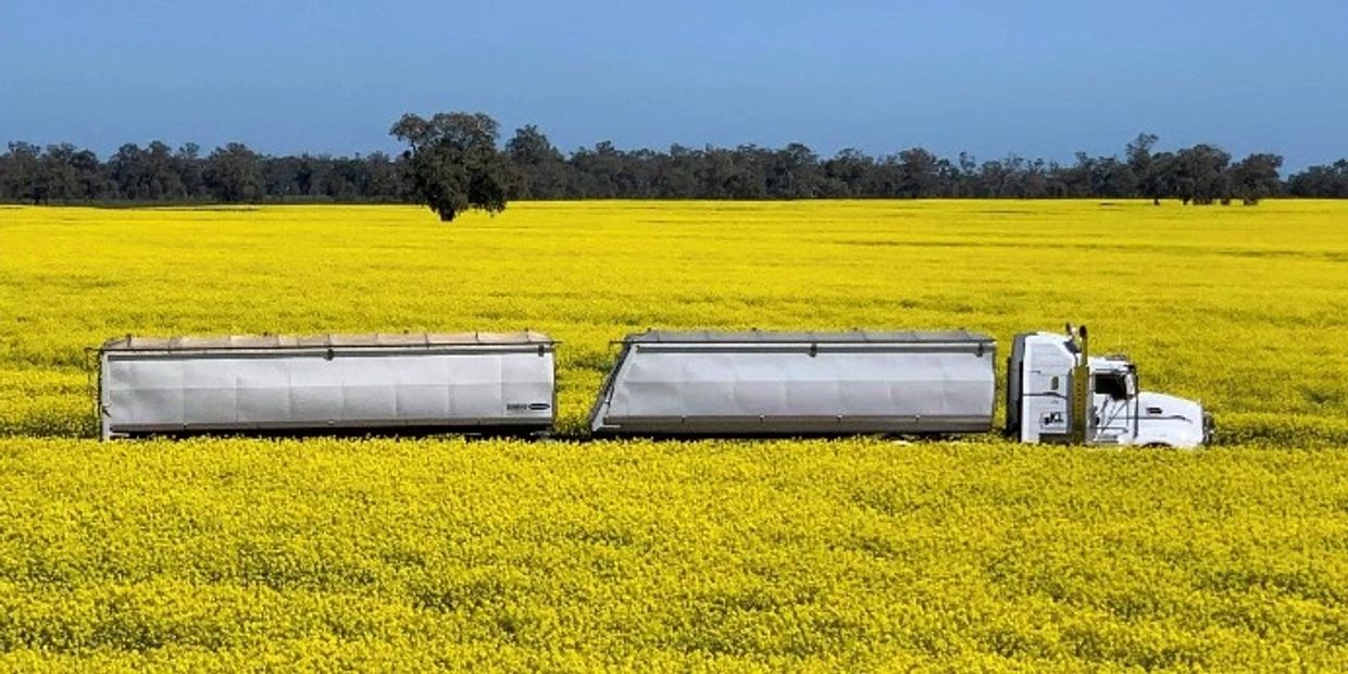 Long white truck in a bright yellow flower field.