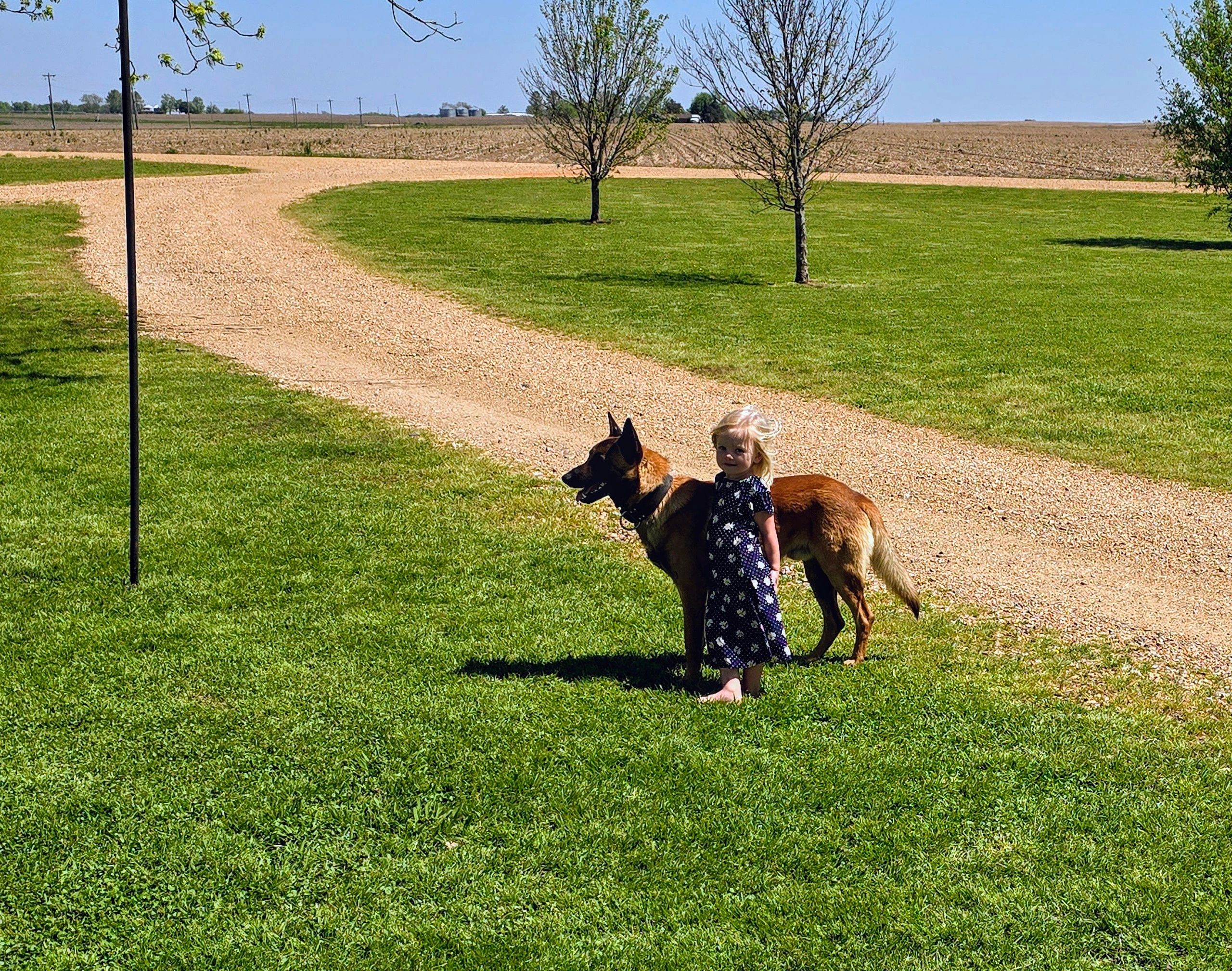 Little girl standing beside a large brown dog on a sunny day.