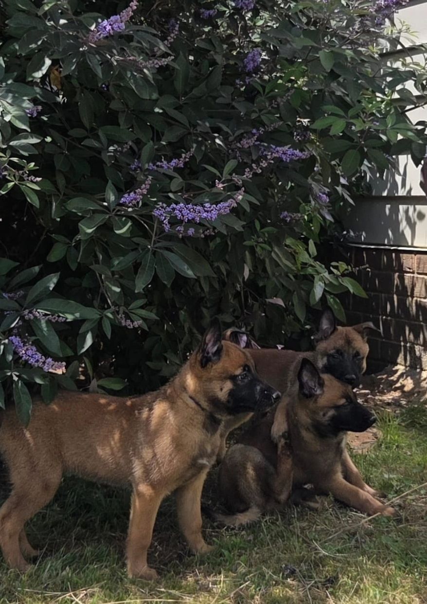 Three attentive brown puppies near a flowering bush in a garden.