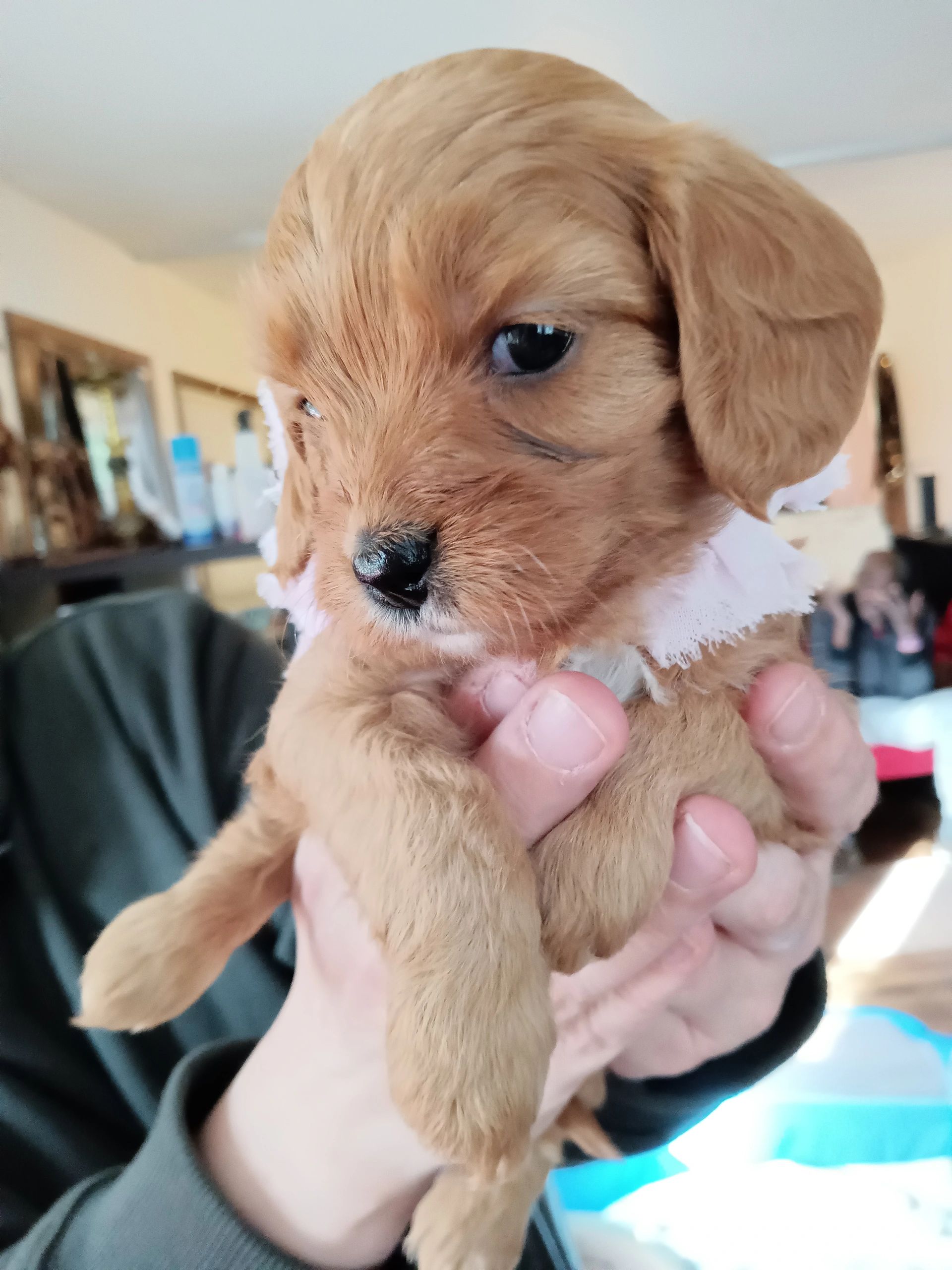 how often should i feed my cavapoo puppy